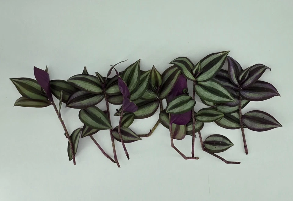 Purple Wandering Jew Cuttings – 12 Tradescantia Zebrina Live Cuttings 4–6 Inch, Trailing Houseplant for Rooting