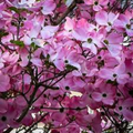 Pink Dogwood Tree Cuttings – 10 Live Unrooted Cornus Florida Cuttings for Ornamental Tree Propagation