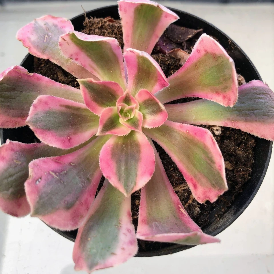Aeonium Pink Witch Succulent Cutting for Planting – 2–6 Inch Live Aeonium, Rosette Succulent
