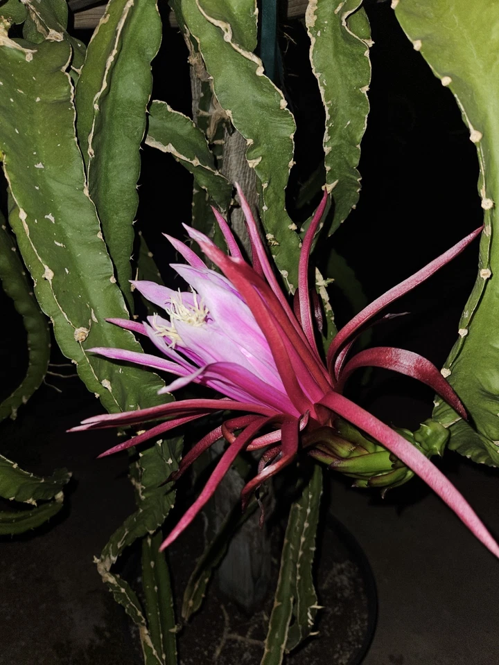 AX Dragon Fruit Cutting – Rare 24–28 Inch Mature Thick Hylocereus Stem for Fast Rooting and Propagation