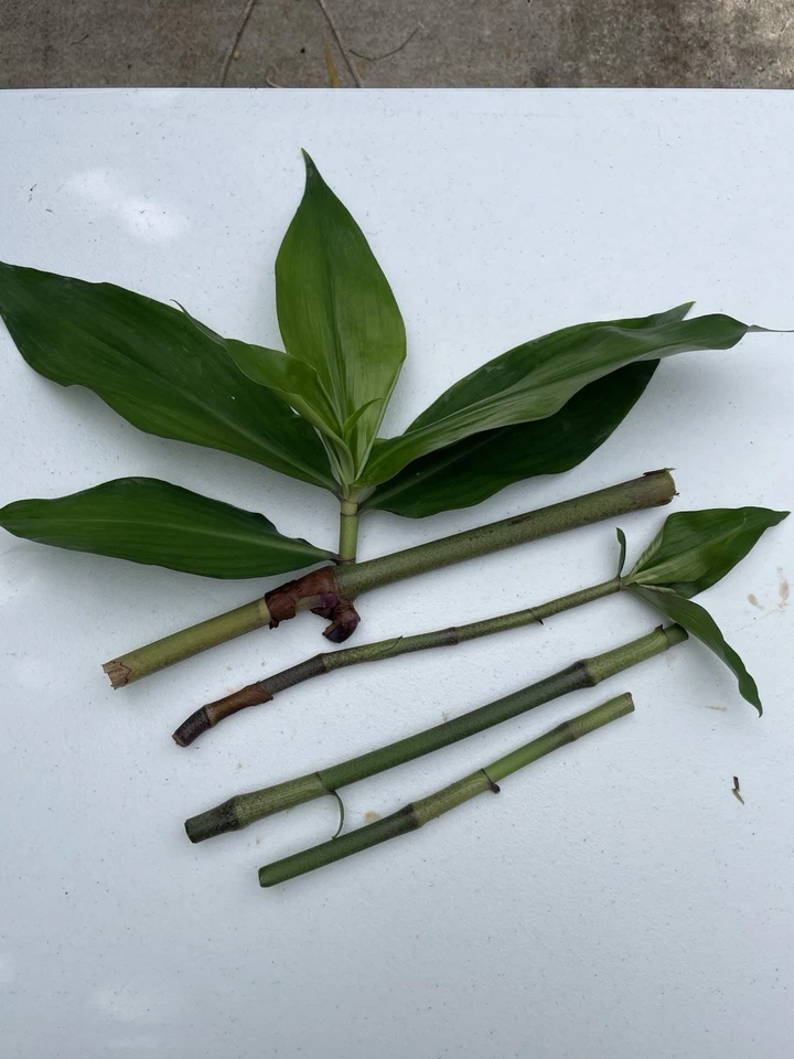 Blue Ginger Plant Cuttings – 3 Live Dichorisandra thyrsiflora Cuttings, Tropical Ornamental for Garden or Containers