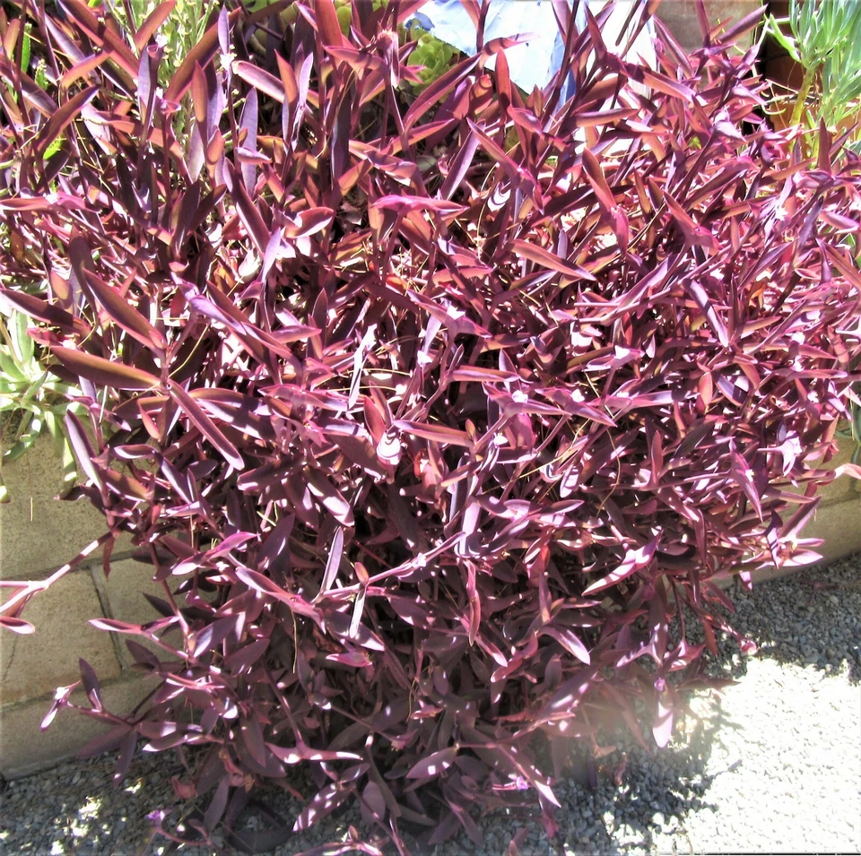 Purple Heart Tradescantia Pallida Cuttings, Purple Foliage Groundcover Plant Stems for Propagation Set of 8