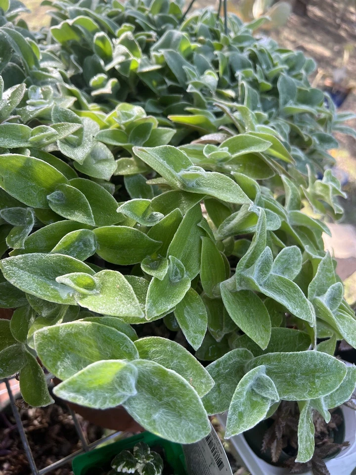 Cobweb Spiderwort Cuttings for Planting – 5 Tradescantia sillamontana Live Cuttings, Silver Foliage Flowering Plant