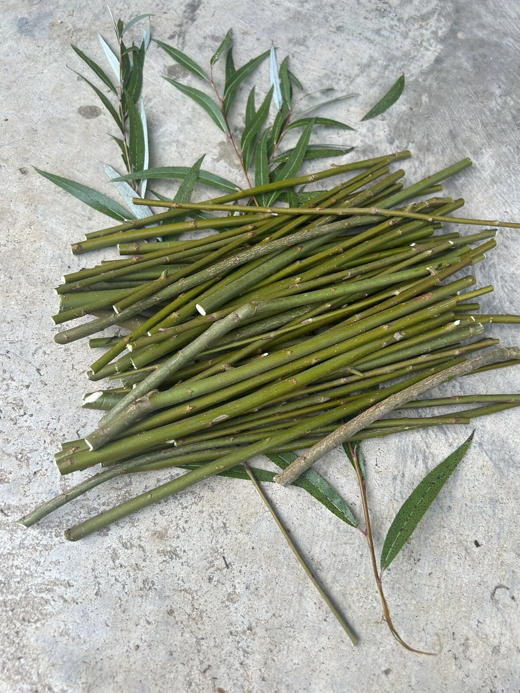 Hybrid Willow Tree Cuttings Unrooted, Salix Live Scions for Propagation and Garden Planting Set of 50