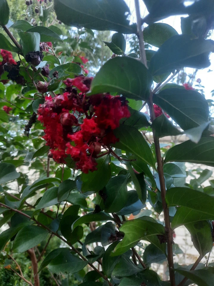 Dynamite Red Crepe Myrtle Cuttings – 10 Unrooted Lagerstroemia indica Stems for Planting, Free Shipping