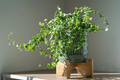 Creeping Fig Ficus Pumila Unrooted Cuttings Set of 5 Live Plant for Rooting