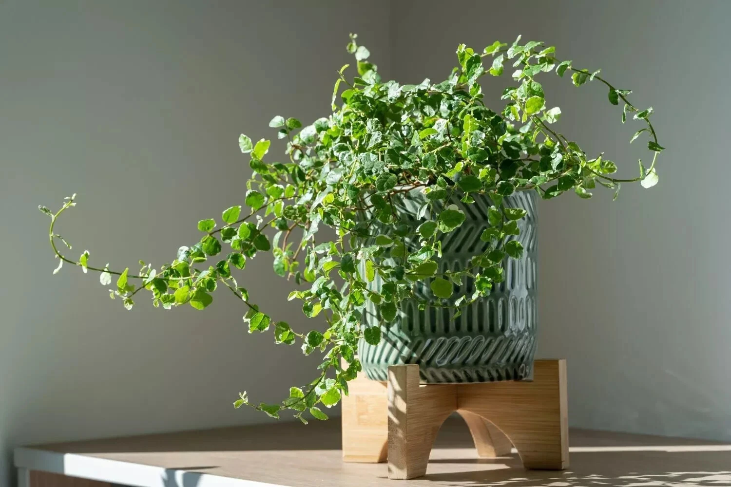 Creeping Fig Ficus Pumila Unrooted Cuttings Set of 5 Live Plant for Rooting