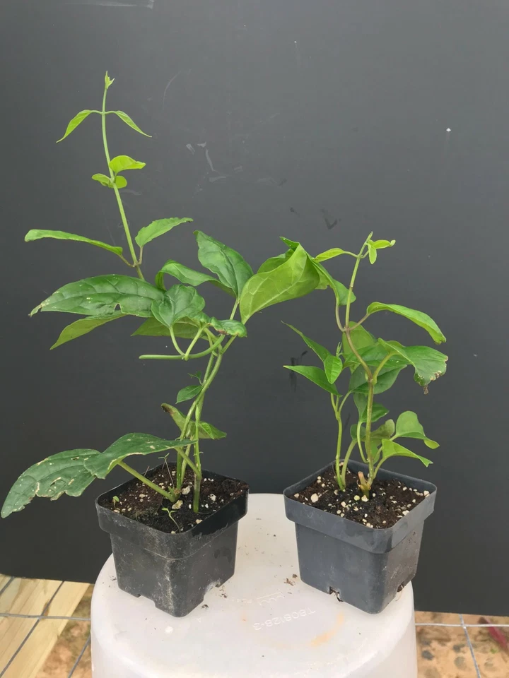 Bleeding Heart Vine Starter Plant – Rooted Clerodendrum thomsoniae Live Plant with Red and White Flowers