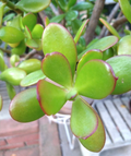Crassula Ovata Jade Plant Cuttings from Mature Succulent Plants – Live Succulent Cuttings for Propagation