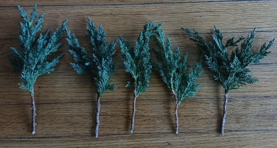 Green Mound Juniper – 10 Pre-Bonsai Cuttings 6–8 Inch – Juniper Starter Branches for Training, Shaping, and Bonsai Projects