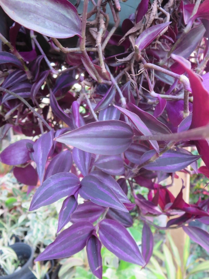Tradescantia zebrina Cuttings – Dark Burgundy Wandering Jew Plant, 20 Unrooted Stems for Propagation