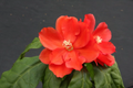 Pereskia Bleo Live Cactus Plant in 4 Inch Pot Abrojo Rodocactus Succulent