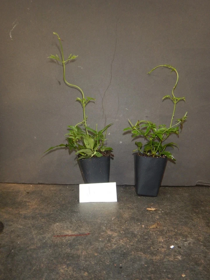 Pink Jasmine Live Starter Plant – Rooted Jasminum Polyanthum Flowering Vine for Garden or Container