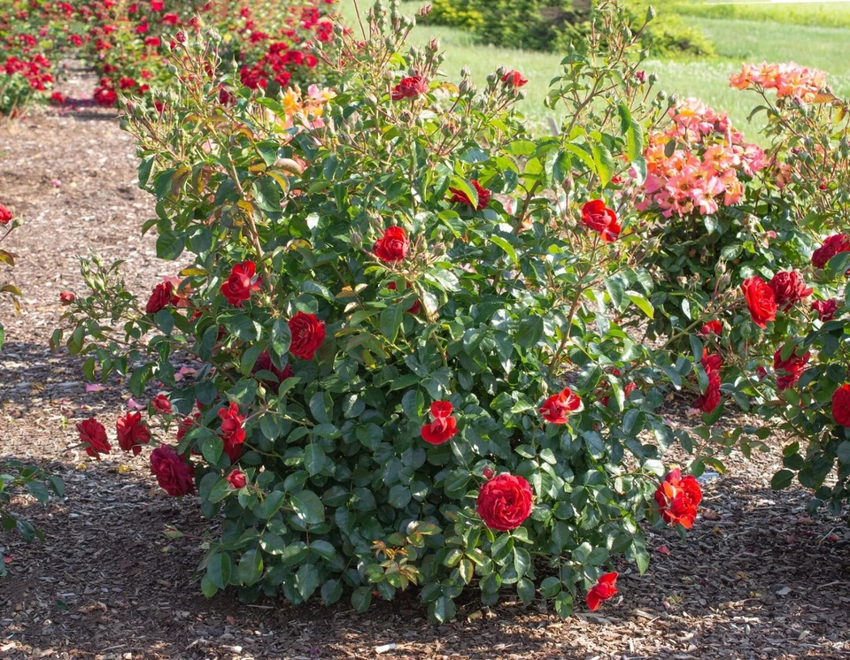 Canyon Road Floribunda Rose Cuttings for Planting – 6 Fresh Stems, Bright Brick Red Blooms