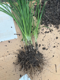 Garlic Chives Plants – 100 Live Bare Root Stalks, Allium tuberosum Leek Chives for Garden Growing, Fresh Bare Root Starter Pack