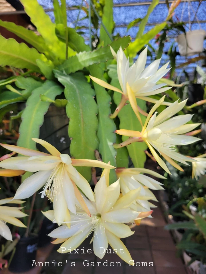 Epiphyllum Pixie Dust Cuttings – Unrooted Orchid Cactus Cuttings 8–10 Inch for Planting