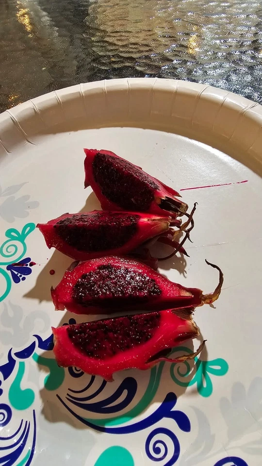 Dragon Fruit Cuttings – 3 Live Pitaya Cuttings 8–12 Inch for Planting, Climbing Cactus