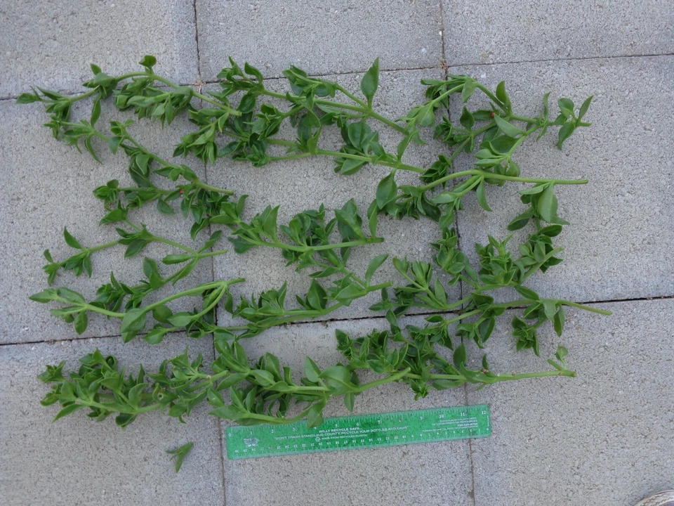 Aptenia cordifolia Cuttings – 20 Live Baby Sun Rose Apple Ice Plant Cuttings 4–7 Inches Long