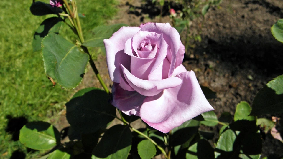 Blue Girl Rose Cuttings – 3 Unrooted 6 Inch Live Rosa Hybrid Cuttings, Flowering Shrub for Planting