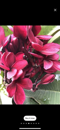 Scott Pratt Plumeria Cuttings – 12 Live Plumeria Rubra Cuttings 12 Inch, Two Tip Cuttings for Planting