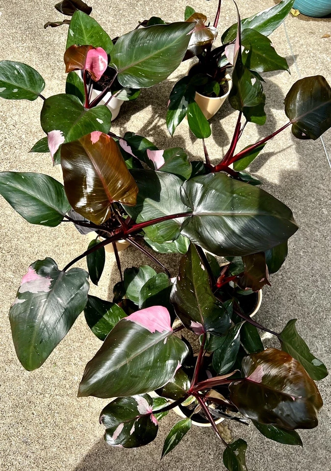 Pink Princess Philodendron Cutting for Planting – Variegated Philodendron erubescens Node Cutting, Indoor Houseplant