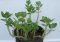 Fairy Crassula Multicava Succulent Plant Cuttings Set of 4 Live Starters
