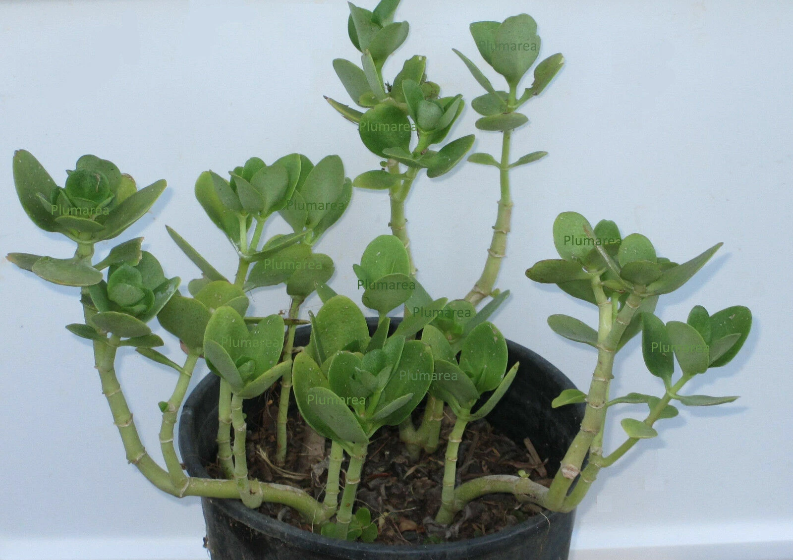 Fairy Crassula Multicava Succulent Plant Cuttings Set of 4 Live Starters