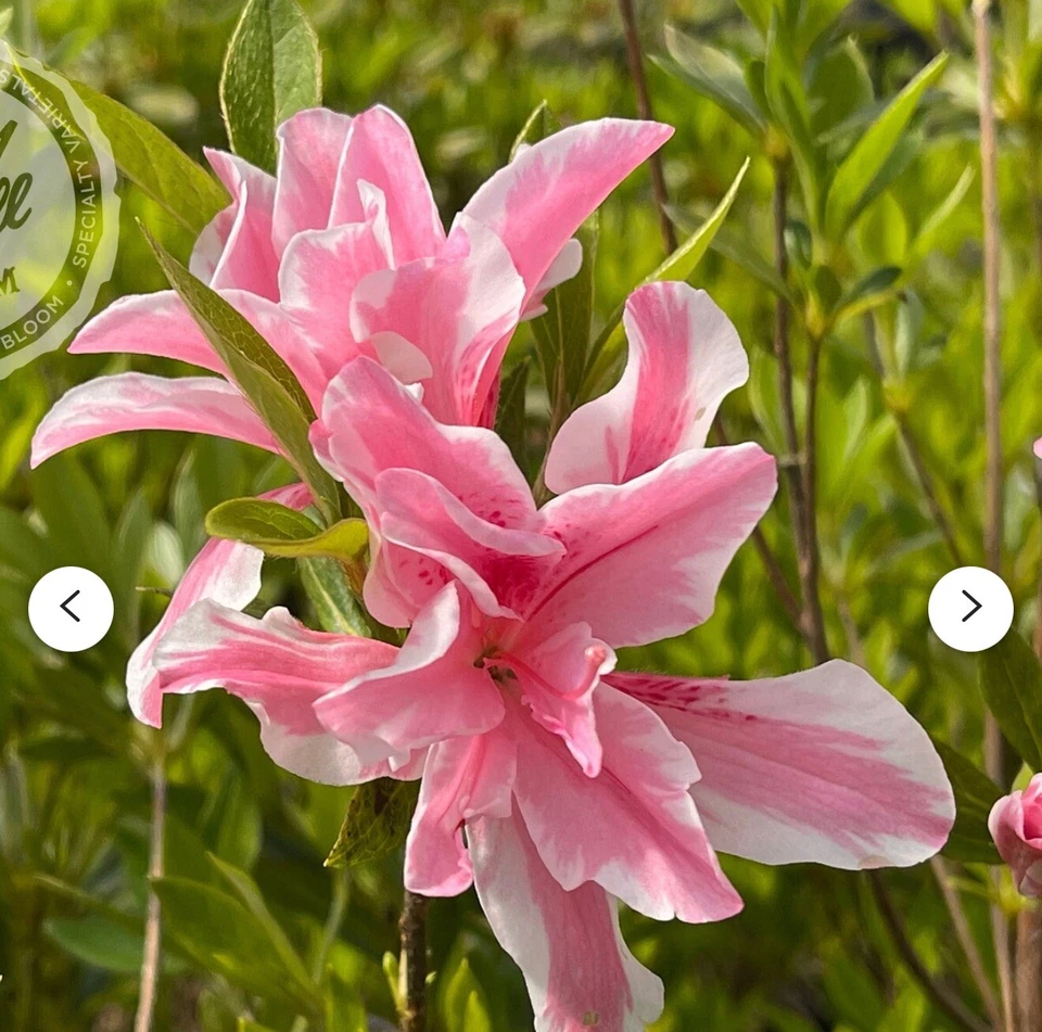 Sugar and Spice Azalea Rhododendron – Live Starter Plant – Rare Blooming Shrub for Garden Landscaping