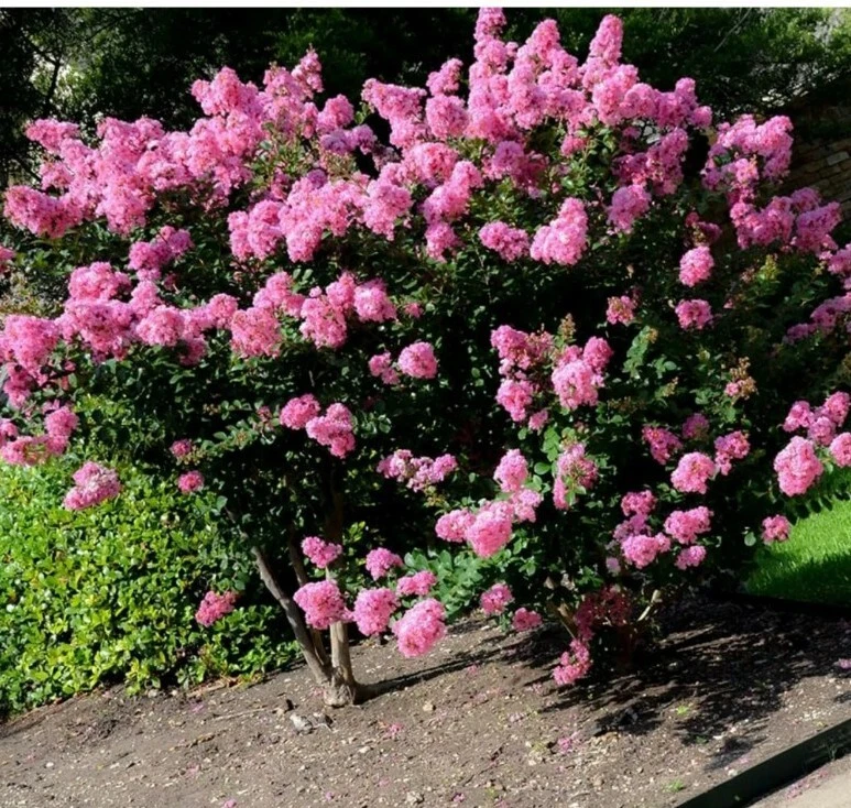 Milk Crape Myrtle Cuttings Crepe Myrtle fast grow for rooting plant 7 Cuttings