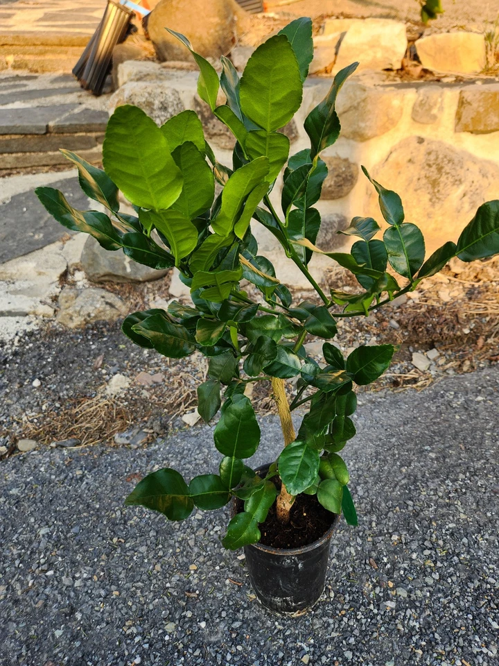 Kaffir Lime Tree Live Plant for Planting – 16–24 Inch Tall Citrus hystrix, Mature Fruiting Tree