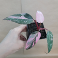 Philodendron Pink Princess Live Indoor Plant 3 Inch Pot Variegated Leaves
