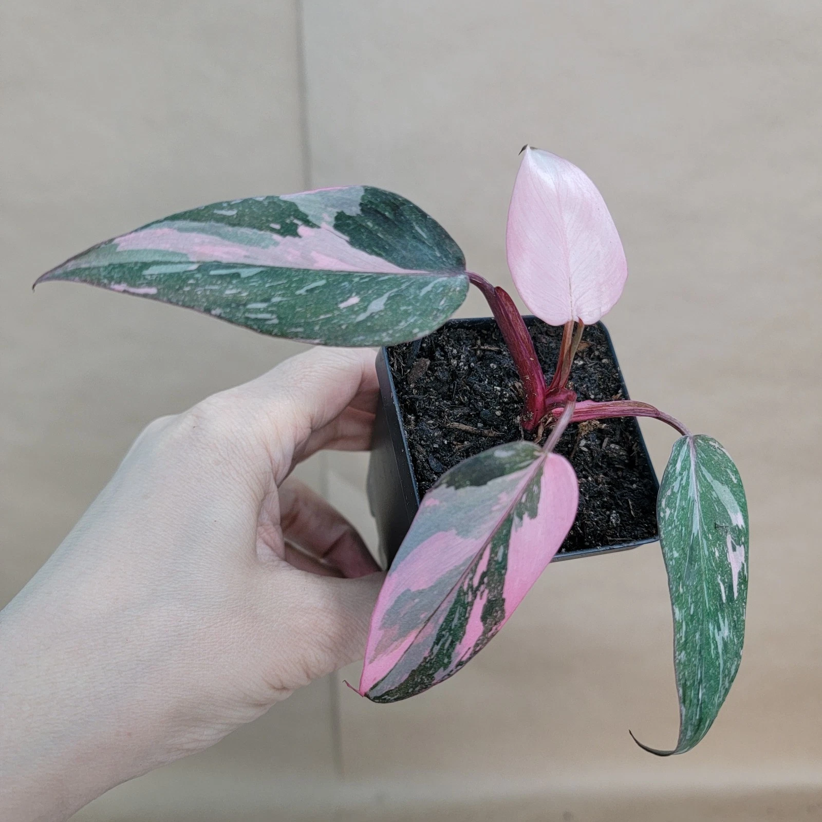 Philodendron Pink Princess Live Indoor Plant 3 Inch Pot Variegated Leaves