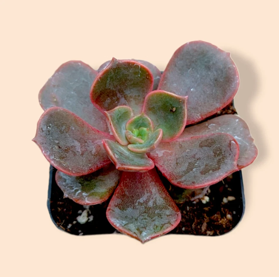 Echeveria Vampire Red Ball Succulent Live Plant – 2 Inch Potted Red Echeveria for Indoor Outdoor Growing