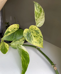 Marble Queen Pothos Cuttings 2 to 3 Pieces With 3 Leaves Each Devil’s Ivy Unrooted Indoor Houseplant