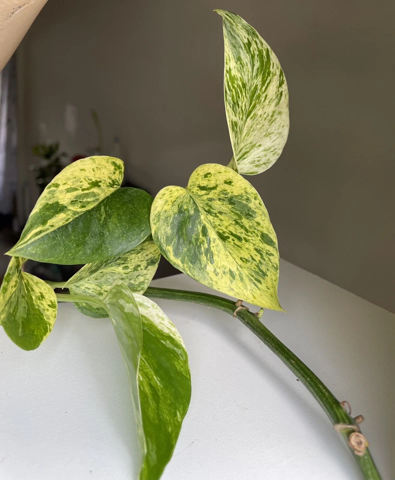 Marble Queen Pothos Cuttings 2 to 3 Pieces With 3 Leaves Each Devil’s Ivy Unrooted Indoor Houseplant