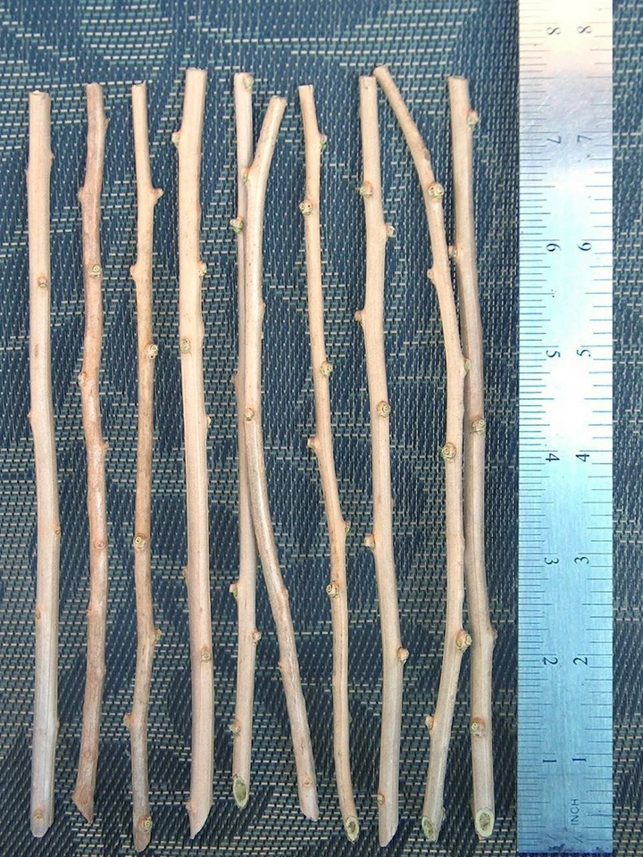 Goji Berry Cuttings – Lot of 20 Fresh Unrooted Lycium barbarum Cuttings for Propagation, Outdoor Berry Shrub