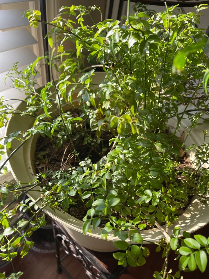 Pink Jasmine Polyanthum Cuttings – Live Jasminum polyanthum Vine Cuttings, Fragrant Climbing Plant for Planting