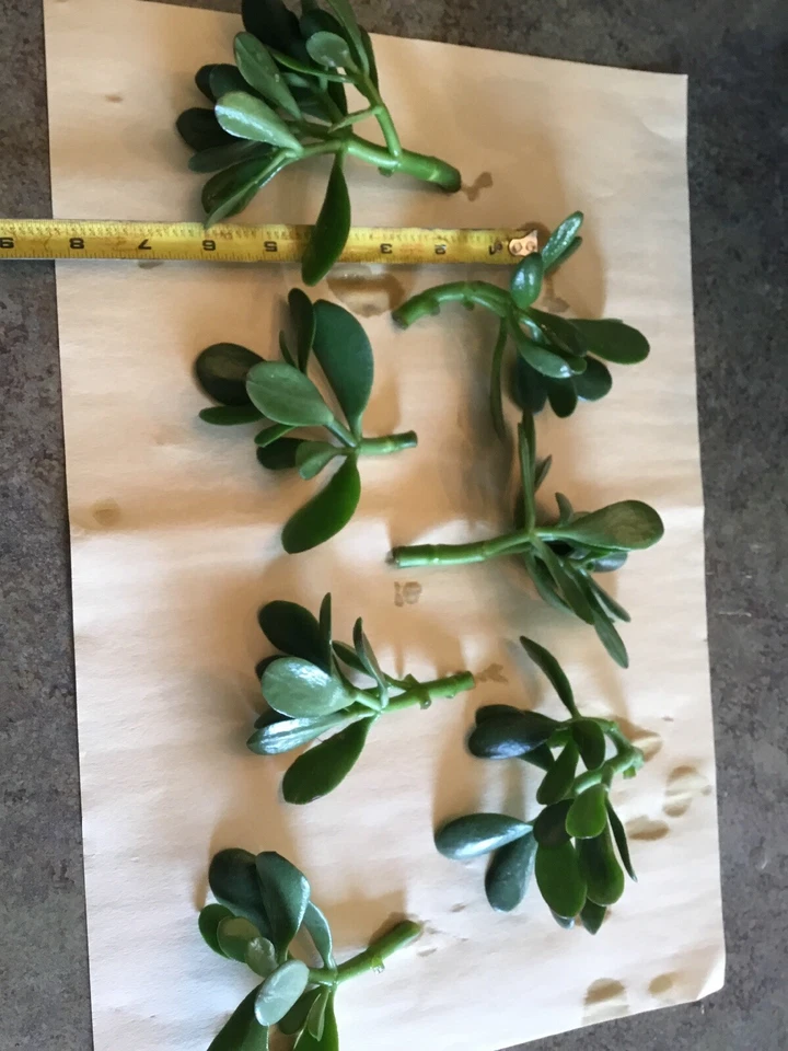Jade Plant Succulent Cuttings – 3 Unrooted Crassula ovata Green Cuttings 3–5 Inch Sizes for Propagation
