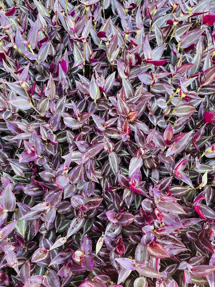 Wandering Jew Burgundy Cuttings – 5+ Purple Tradescantia Plant Cuttings – Live Unrooted Stems