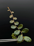 Marcgravia sp Azrael Cutting – 15 Leaf Tropical Terrarium Plant Cutting for Vivarium and Indoor Growing