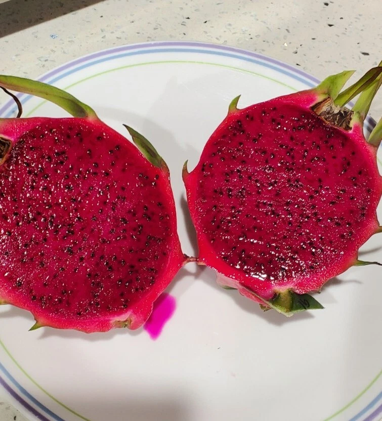 Robles Red Dragon Fruit – 1 Rooted Cutting 8–10 Inches – Live Pitaya Hylocereus Starter Plant