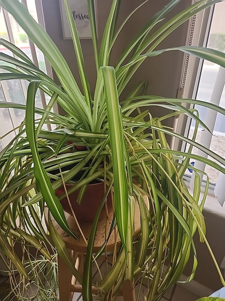 Spider Plant Cuttings – 3 Live Chlorophytum comosum Pups, Unpotted Houseplant Starters for Planting