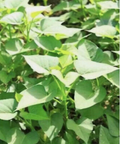 15 White Sweet Potato Slips Live Cuttings White Flesh Sweet Potato Plants for Growing Garden Beds