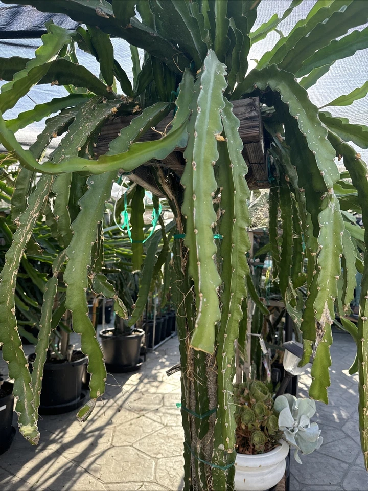 Dragon Fruit Cuttings 26–36 Inch Unrooted Pitaya Cactus for Propagation Tropical Fruit Plant