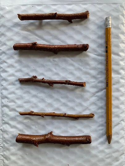 Flavor Delight Aprium Scions – Live Prunus Hybrid Cuttings for Grafting or Rooting (Apricot × Plum)
