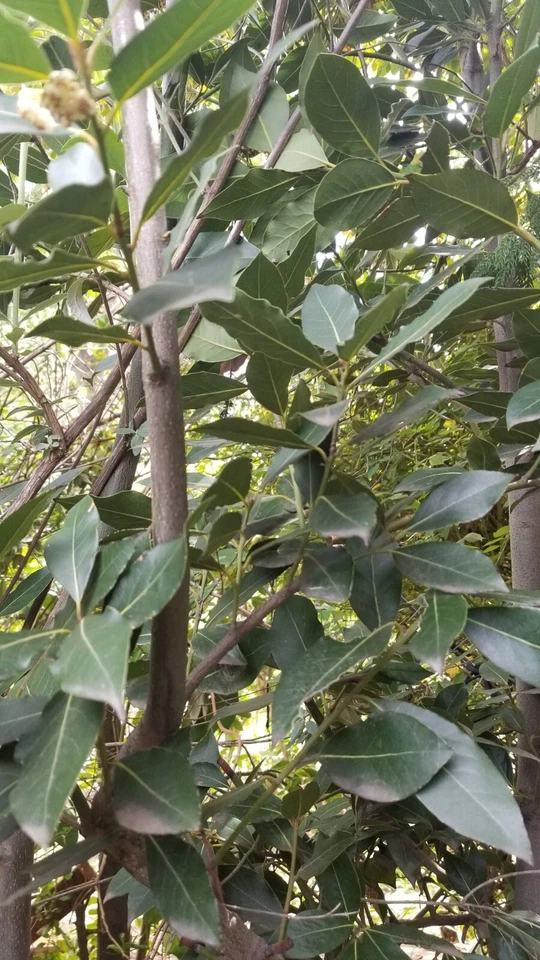 Bay Laurel Tree Cuttings – 5 Live Unrooted Laurus Nobilis Stems, Culinary Bay Leaf Plant for Garden Propagation