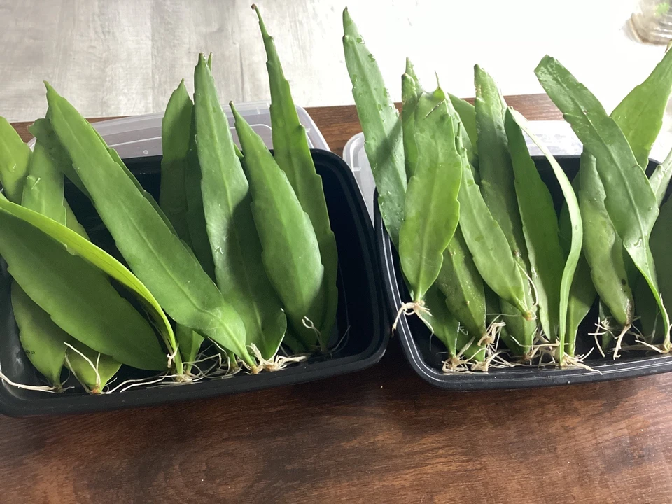 Epiphyllum Oxypetalum Live Plants – 4 Rooted Queen of the Night Orchid Cactus for Indoor or Container Growing