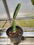 Red Flesh Dragon Fruit Plant Live, Rooted Pitaya Cactus in 1 Gallon Pot 10 Inch Tropical Fruit Plant