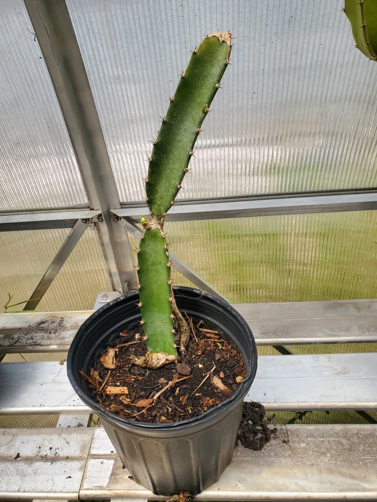 Red Flesh Dragon Fruit Plant Live, Rooted Pitaya Cactus in 1 Gallon Pot 10 Inch Tropical Fruit Plant