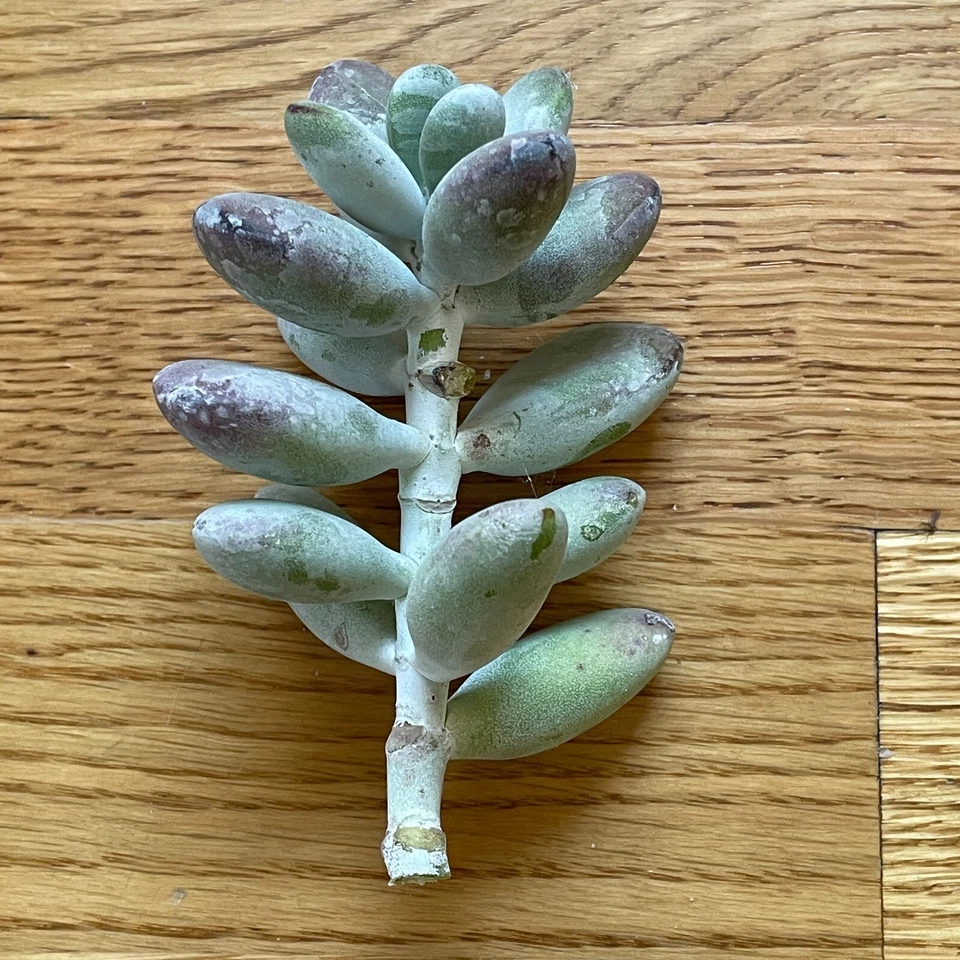 Cotyledon Orbiculata Oophylla Lady Fingers Succulent Cuttings 4 Inch Petite Purple Leaves